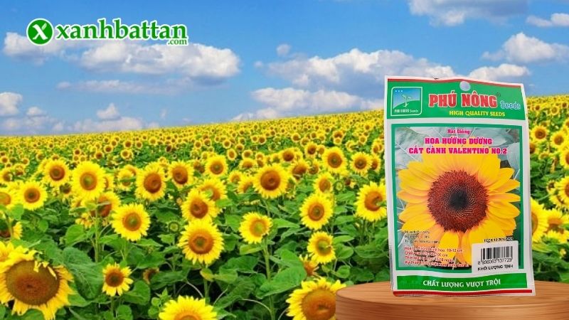 Hạt giống Hoa Hướng dương Lùn Phú Nông là gì?