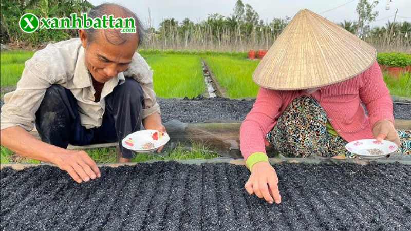 Hướng dẫn cách gieo trồng và bảo quản Hoa Mã Tiên