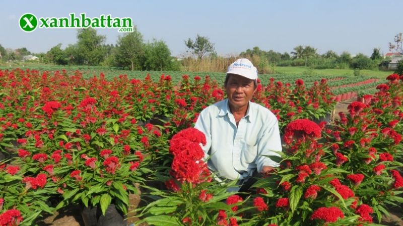 Hướng dẫn cách gieo trồng và bảo quản Mào gà lửa