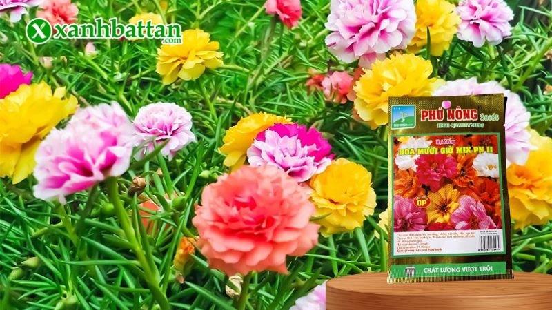 Hạt giống Hoa Mười Giờ Kép Mix Phú Nông là gì?