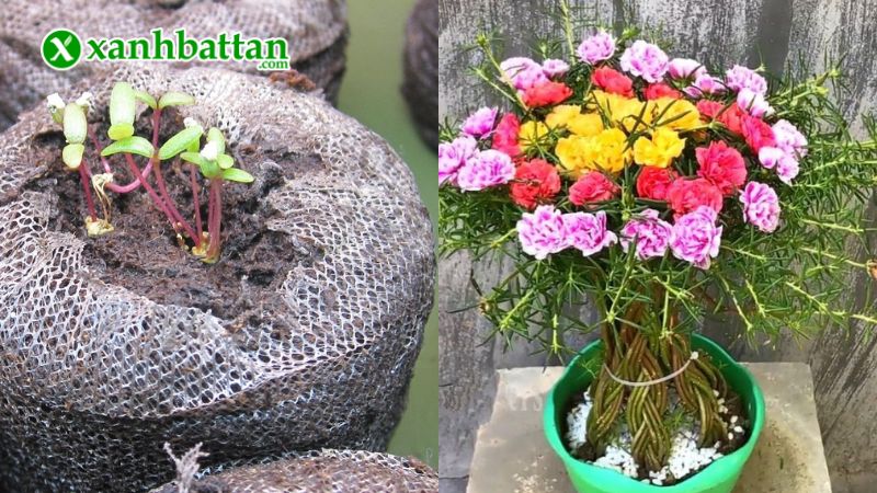 Hướng dẫn cách gieo trồng và bảo quản hoa 10 giờ Phú Nông