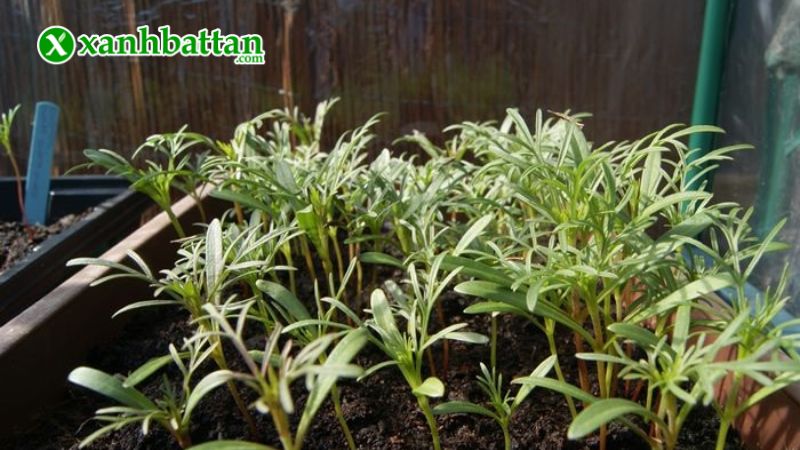 Hướng dẫn cách gieo trồng và bảo quản Sao nhái kép Phú Nông