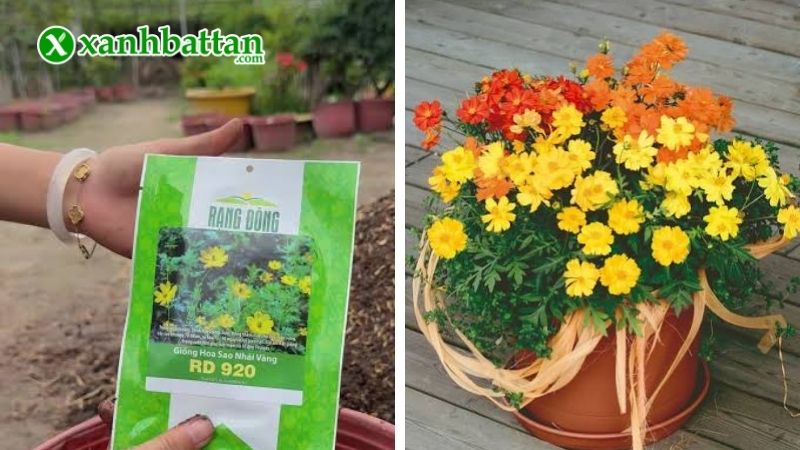 Hướng dẫn cách gieo trồng và bảo quản hoa Sao Nhái Kép Lùn