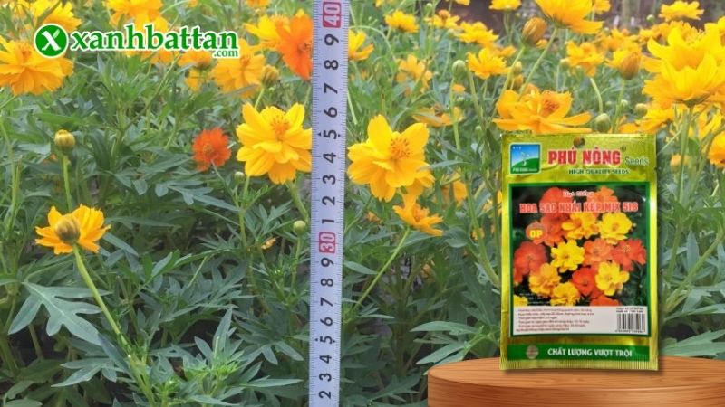 Hạt giống hoa Sao Nhái Kép Lùn Mix Nhiều Màu là gì?