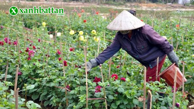 Hướng dẫn cách gieo trồng và bảo quản hạt giống Thược Dược Phú Nông