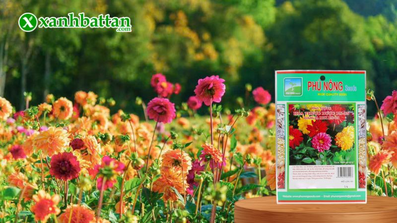 Hạt giống Hoa Thược Dược Phú Nông là gì?