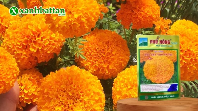 Hạt giống Hoa Vạn Thọ Lùn Màu Cam F1 Phú Nông là gì?