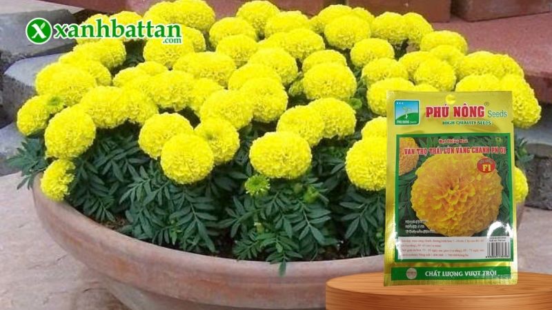 Hạt giống Hoa Vạn Thọ Lùn Màu Vàng F1 Phú Nông là gì?