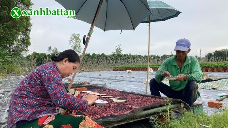 Hướng dẫn cách gieo trồng và bảo quản Vạn Thọ Phú Nông