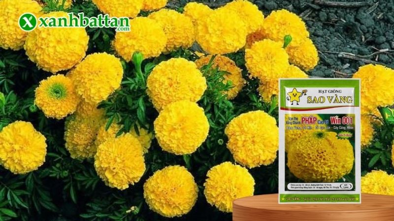 Hạt giống Vạn Thọ Pháp F1 Win 001 Vàng Chanh Cao Lỡ, Cổ Lùn là gì?