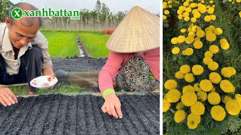 Hướng dẫn cách gieo trồng và bảo quản Vạn Thọ Pháp Win 001