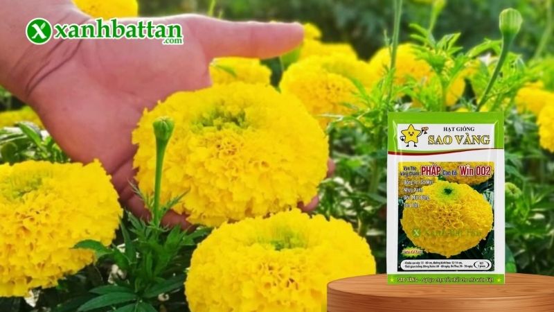 Hạt giống Vạn Thọ Pháp F1 Win 002 Vàng Chanh Cao Lỡ, Nhuỵ Xanh là gì?