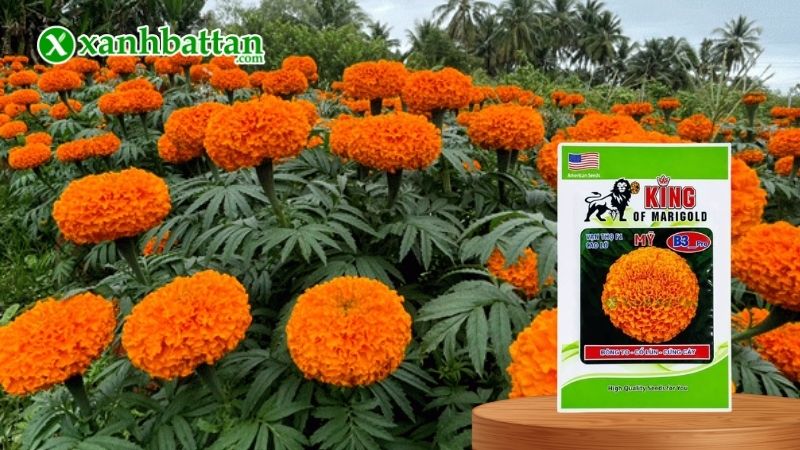 Hạt giống Vạn Thọ Rồng Vàng B3 Cao Lỡ - Bông To, Cổ Lùn là gì?