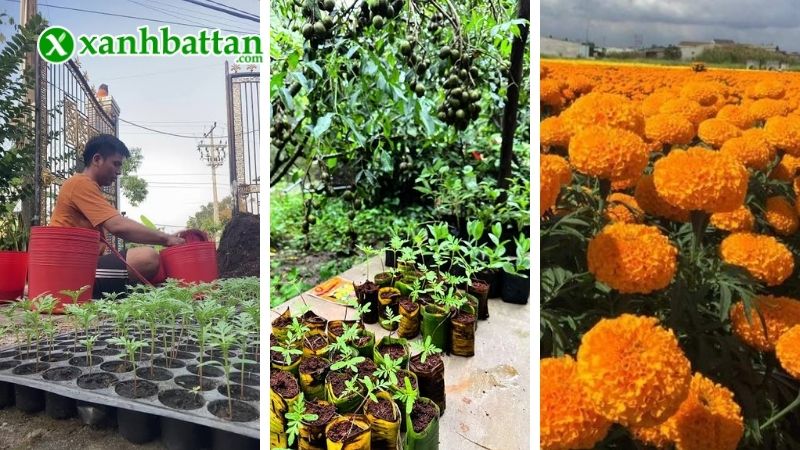 Hướng dẫn cách gieo trồng và bảo quản Vạn Thọ Rồng Vàng B3