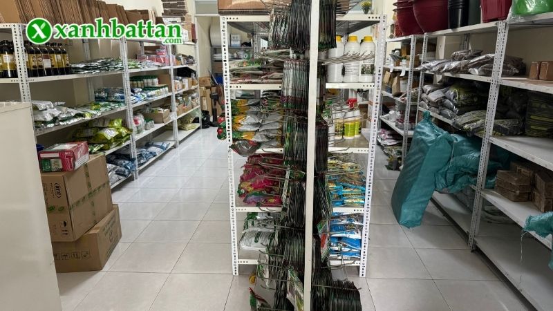 Địa chỉ mua hạt giống hoa Vạn Thọ Rồng vàng giá tốt tại TP.HCM?