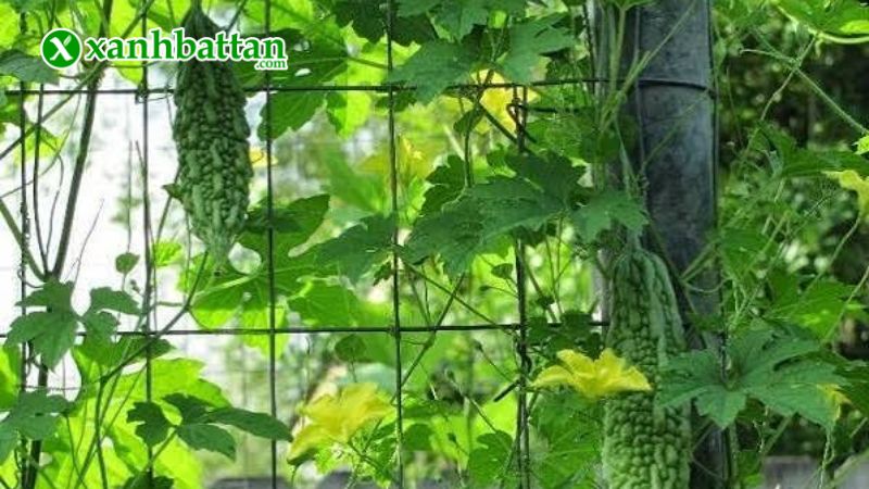 Hướng dẫn cách gieo trồng và bảo quản hạt giống cây khổ qua