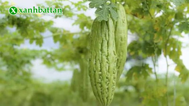 Hạt giống cây khổ qua là gì?