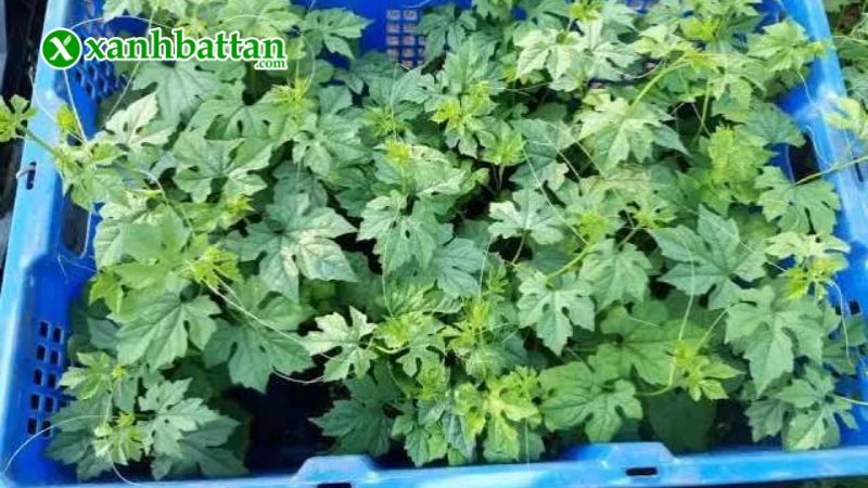 Hướng dẫn cách gieo trồng và bảo quản hạt giống cây khổ qua rừng