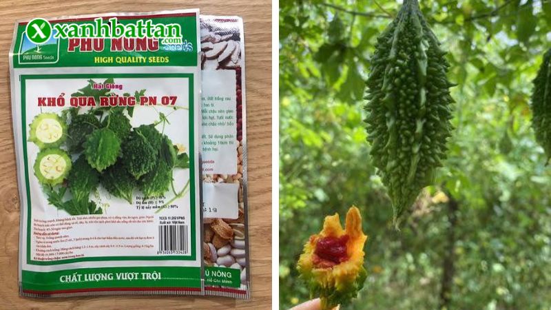 Hạt giống cây khổ qua rừng là gì?