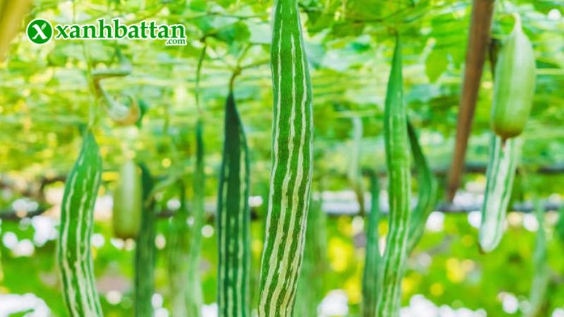 Hướng dẫn cách gieo trồng và bảo quản hạt giống cây khổ qua Tây