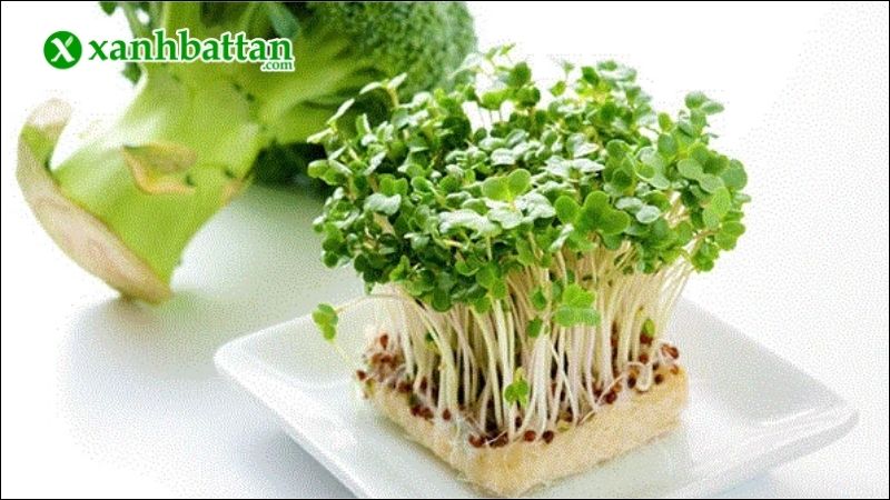 Hướng dẫn cách gieo trồng và bảo quản hạt giống rau mầm bông cải xanh Italia