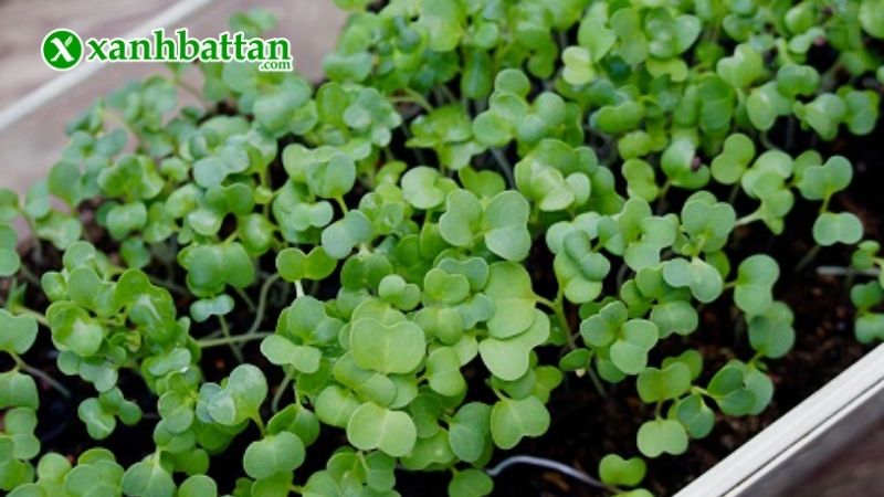 Hạt giống rau mầm bông cải xanh Italia là gì?