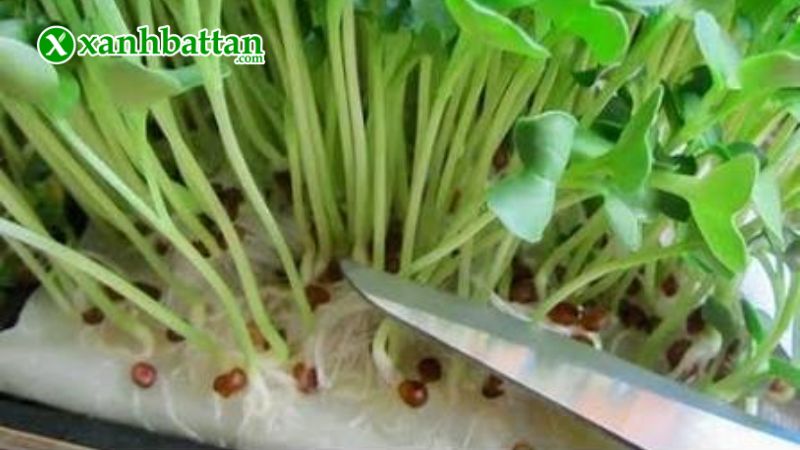 Hướng dẫn cách gieo trồng và bảo quản hạt giống rau mầm bông cải xanh Italia