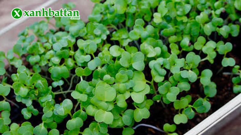 Hạt giống rau mầm bông cải xanh Italia là gì?