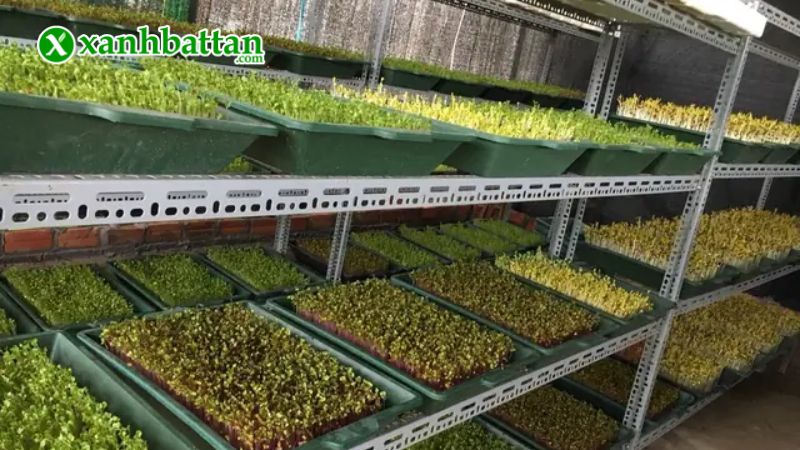 Hướng dẫn cách gieo trồng và bảo quản hạt giống rau mầm củ cải Malady