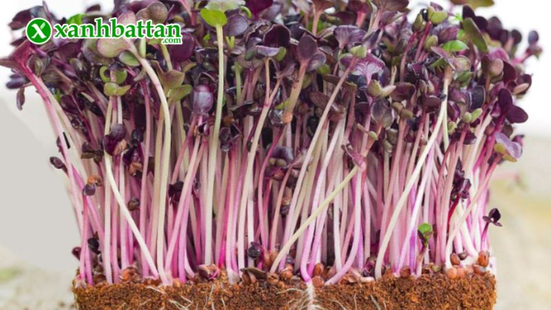 Hạt giống rau mầm củ cải Malady là gì?
