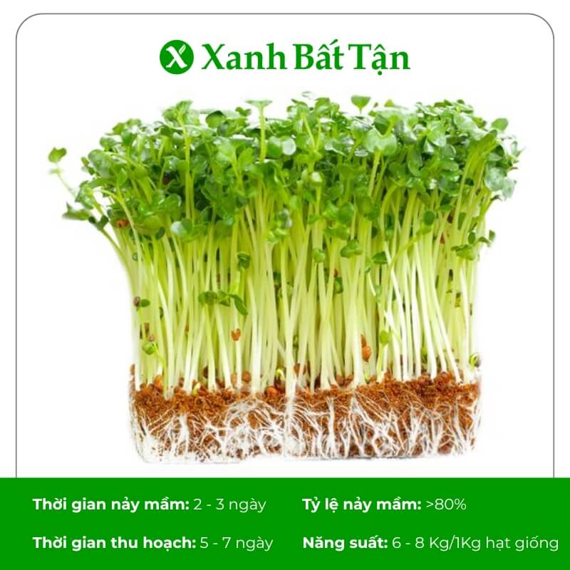 Giống mầm củ cải trắng