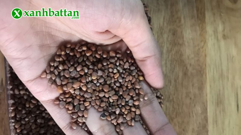 Hạt giống cây rau mầm củ cải trắng là gì?