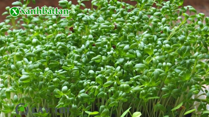 Hướng dẫn cách gieo trồng và bảo quản hạt giống cây rau mầm củ cải trắng