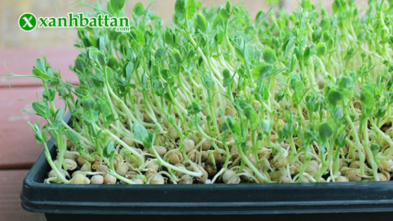 Hướng dẫn cách gieo trồng và bảo quản hạt giống rau mầm đậu Hà Lan