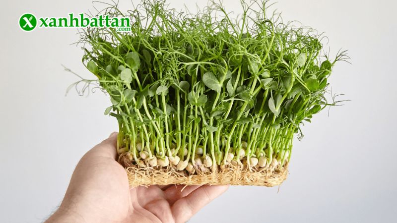 Hạt giống rau mầm đậu Hà Lan là gì?