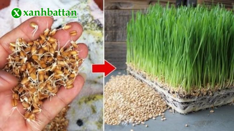 Hướng dẫn cách gieo trồng và bảo quản hạt giống rau mầm lúa mạch