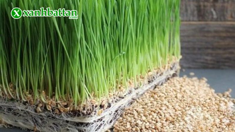 Hạt giống rau mầm lúa mạch là gì?