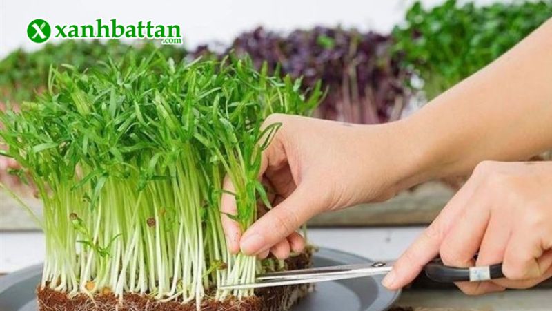 Hướng dẫn cách gieo trồng và bảo quản hạt giống mầm rau muống