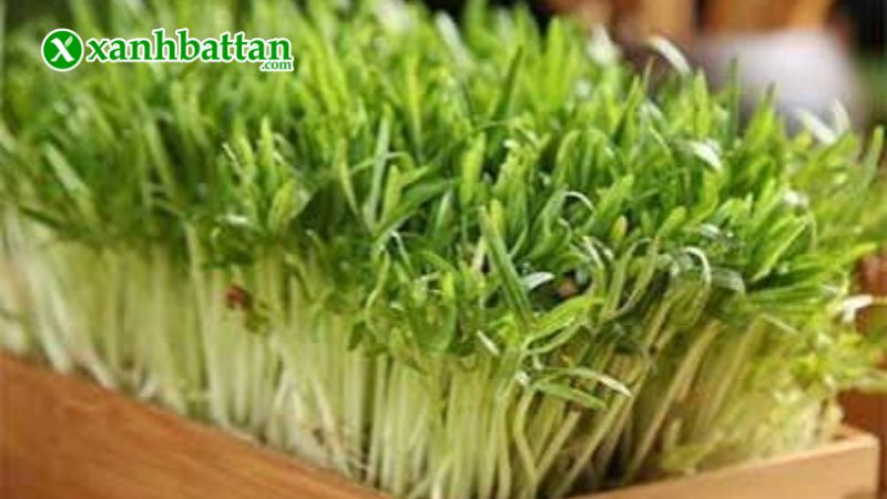 Hạt giống mầm rau muống Sprouting Radish Hapi Green là gì?