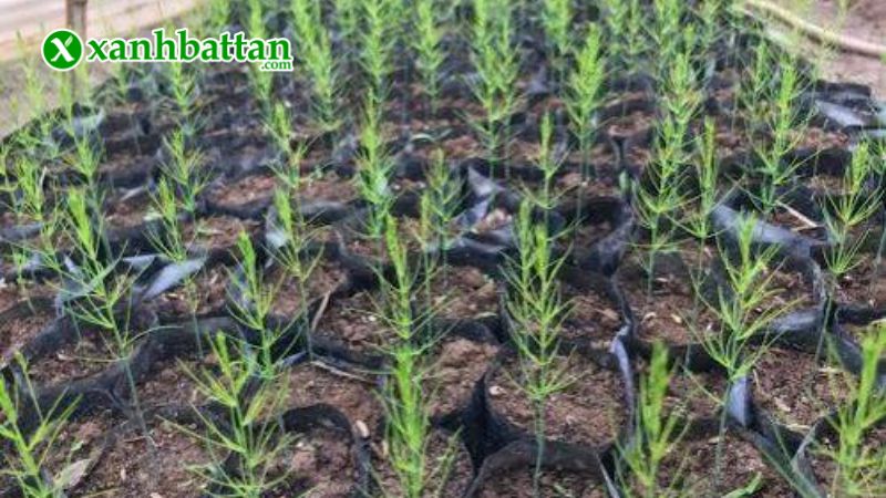 Hướng dẫn cách gieo trồng và bảo quản hạt giống cây măng tây xanh