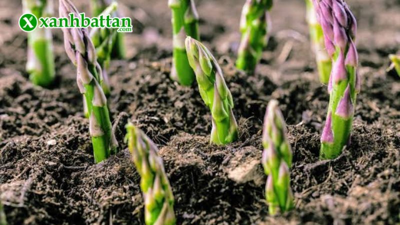 Hạt giống cây măng tây xanh là gì?
