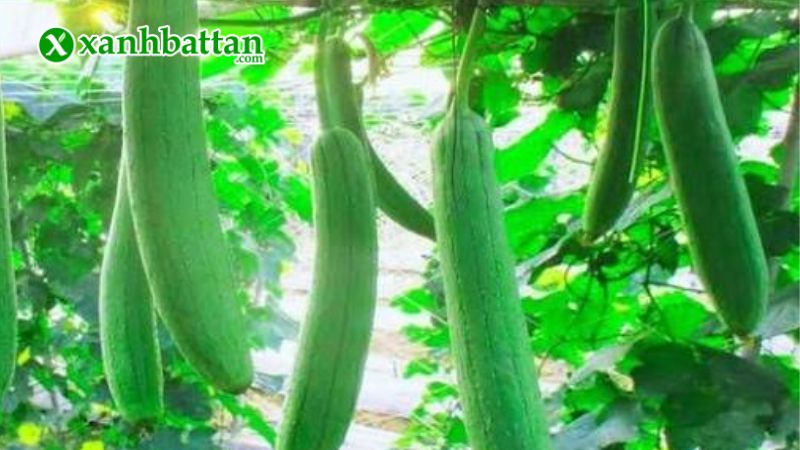 Hướng dẫn cách gieo trồng và bảo quản hạt giống cây mướp Hương