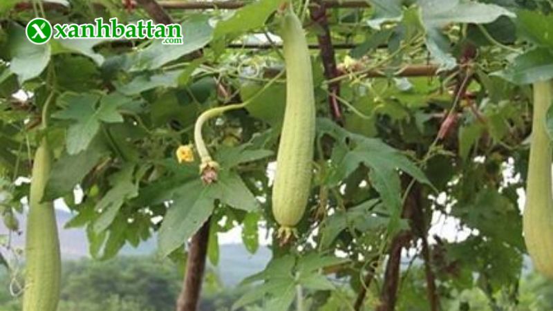 Hạt giống cây mướp Hương là gì?