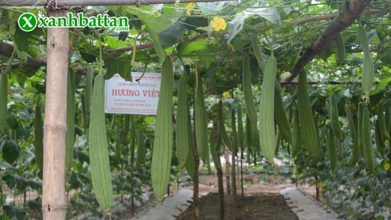 Hướng dẫn cách gieo trồng và bảo quản hạt giống cây mướp Hương siêu dài