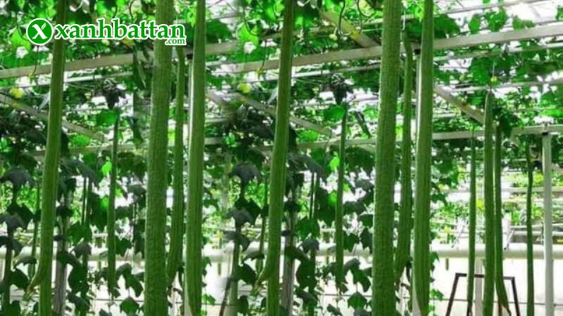 Hạt giống cây mướp Hương siêu dài là gì?