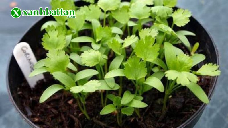 Hướng dẫn cách gieo trồng và bảo quản hạt giống cây rau ngò