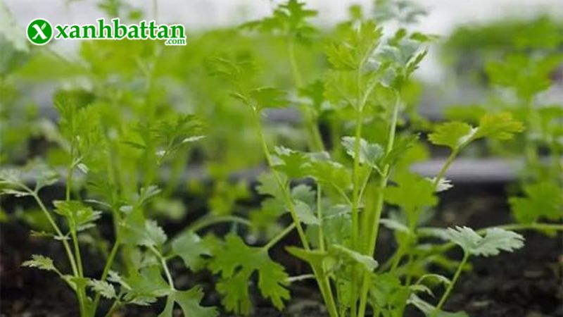 Hạt giống cây rau ngò là gì?