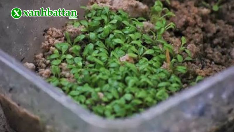 Hướng dẫn cách gieo trồng và bảo quản hạt giống cây ngò gai