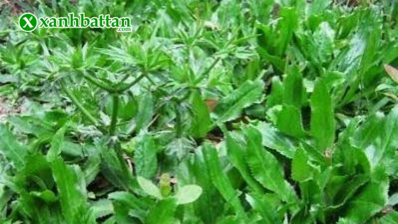 Hạt giống cây ngò gai là gì?
