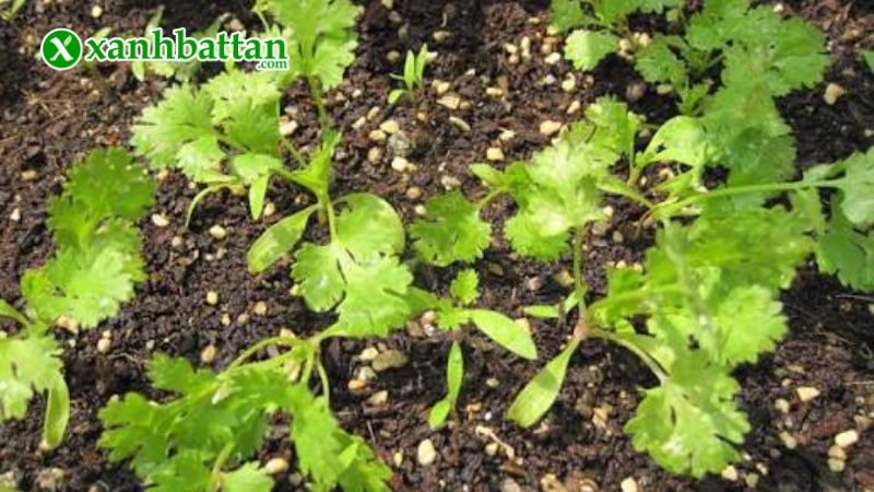 Hướng dẫn cách gieo trồng và bảo quản hạt giống cây rau ngò